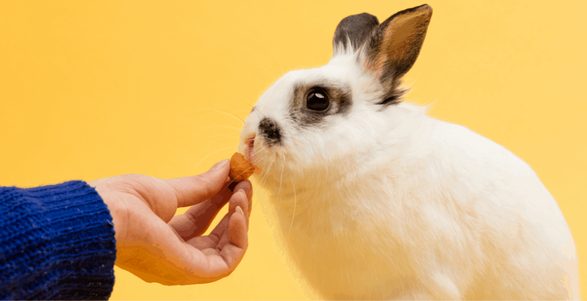 Mangimi Per Roditori Come e quali scegliere