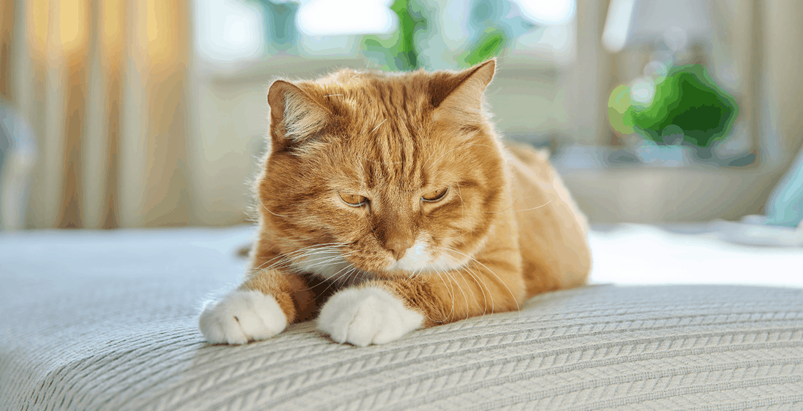 dieta per gatti anziani