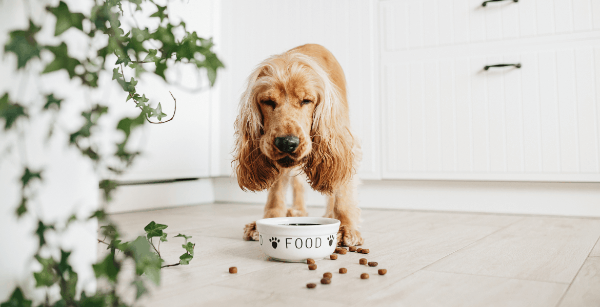 Vedi quali sono le migliori recensioni di cibo per cani, prima di acquistarlo.