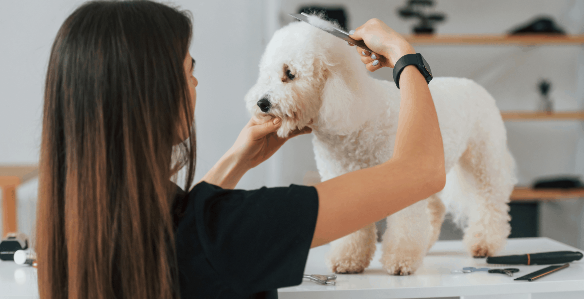 Scopri come fare la toilettatura del tuo cane a casa tua