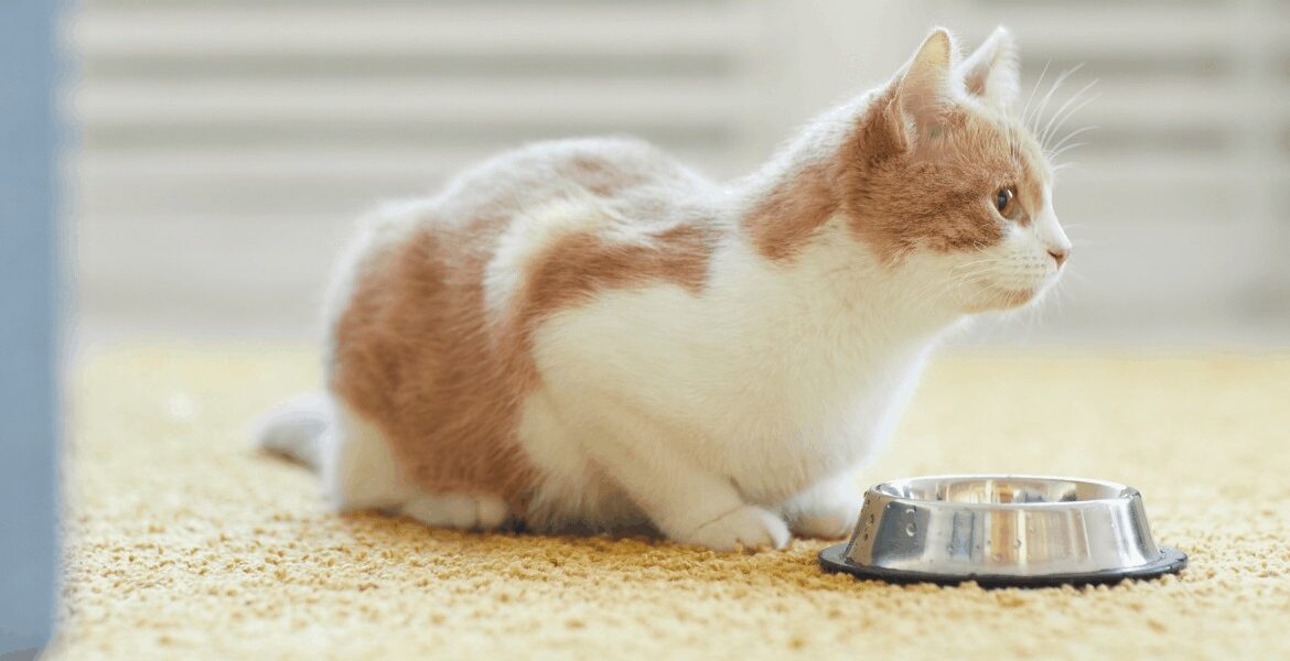 scopri il migliori cibo per gatti anziani. Noi di LalloHallo abbiamo le migliori marche