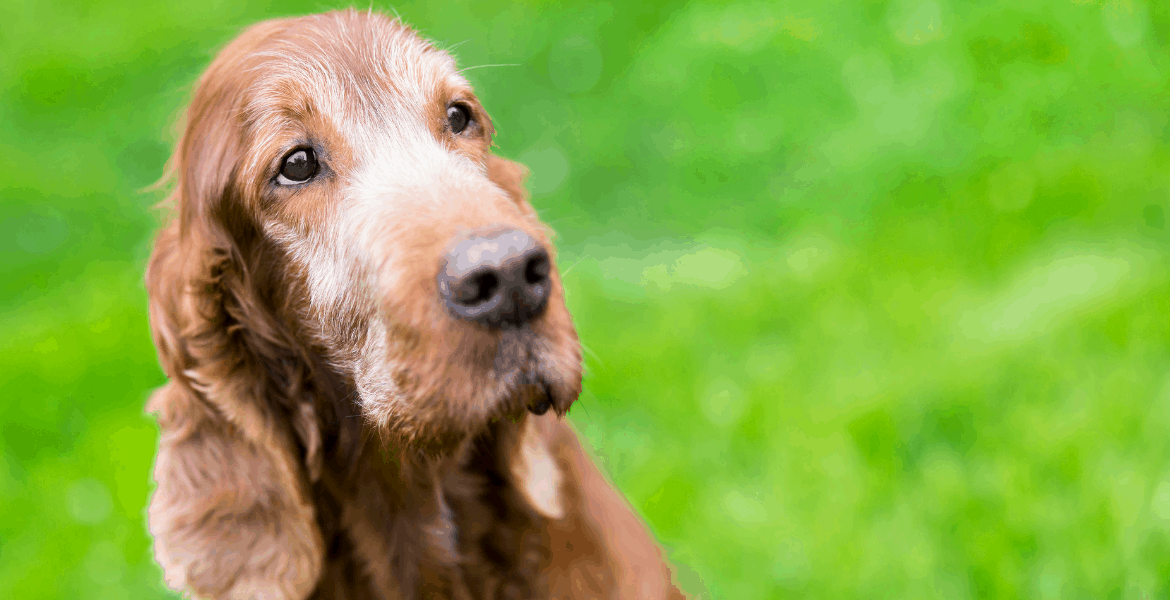 Guida all'alimentazione del cane anziani, leggi il nostro articolo e scegli il cibo giusto per il tuo fido