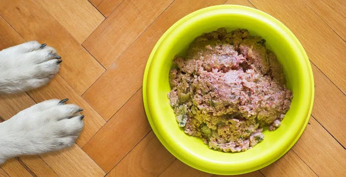 cibo invernale per cani,