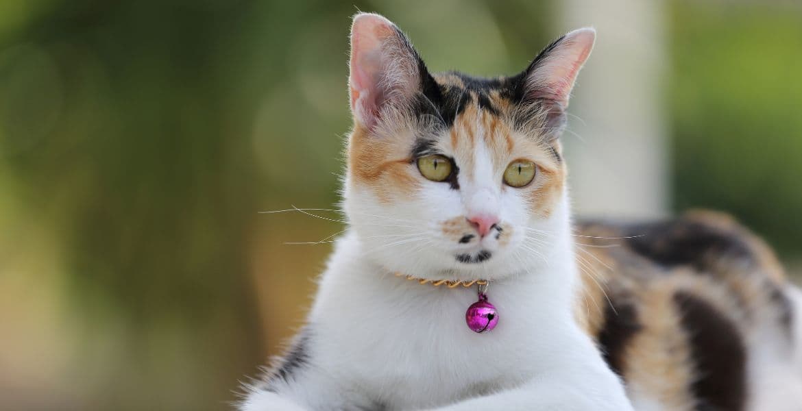 collari per gatti con campanelli