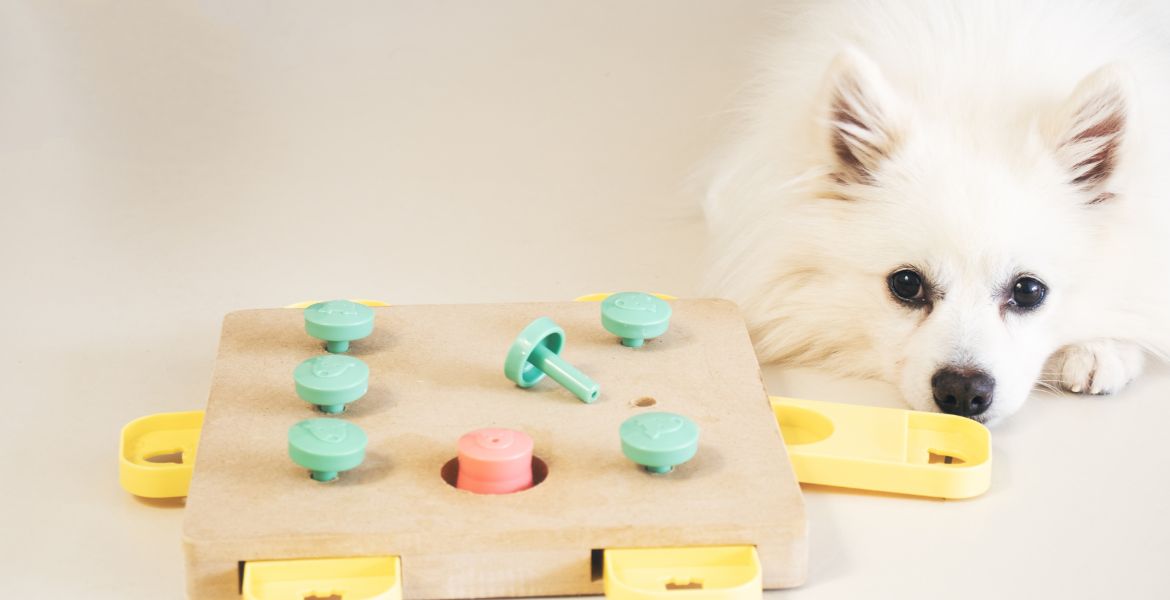 giochi per cani, quali scegliere?