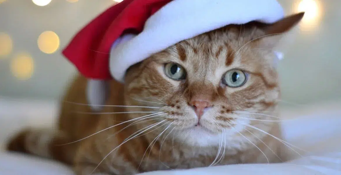 regali per gatti e gattini,