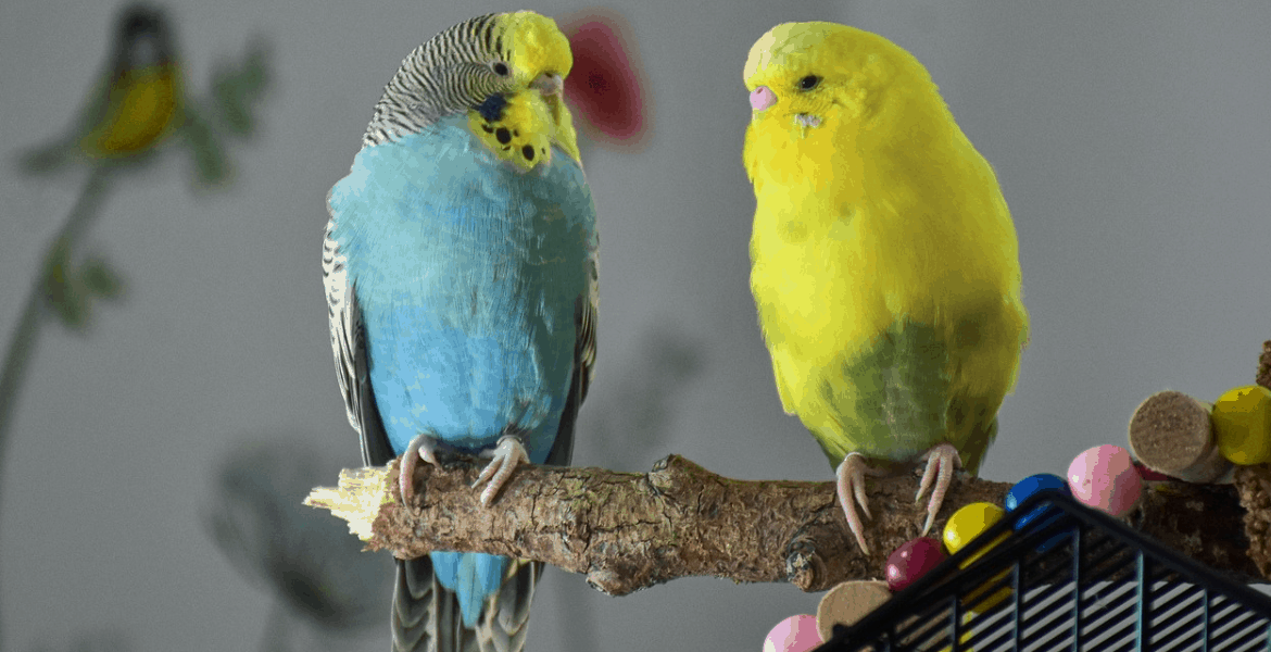Mangimi per uccelli stick, pastoncini e biscotti,