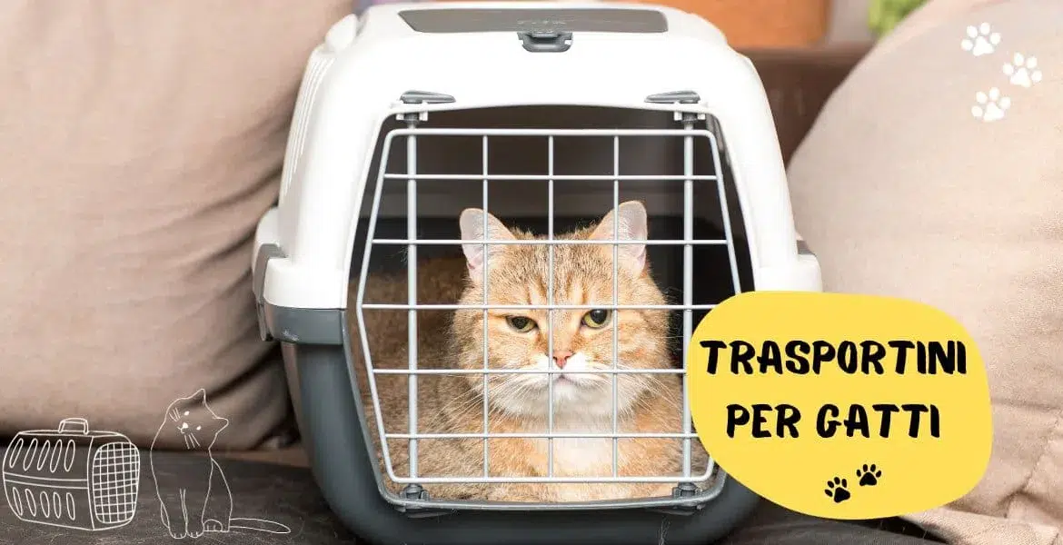 trasportini per gatti, trasportino rigido,
