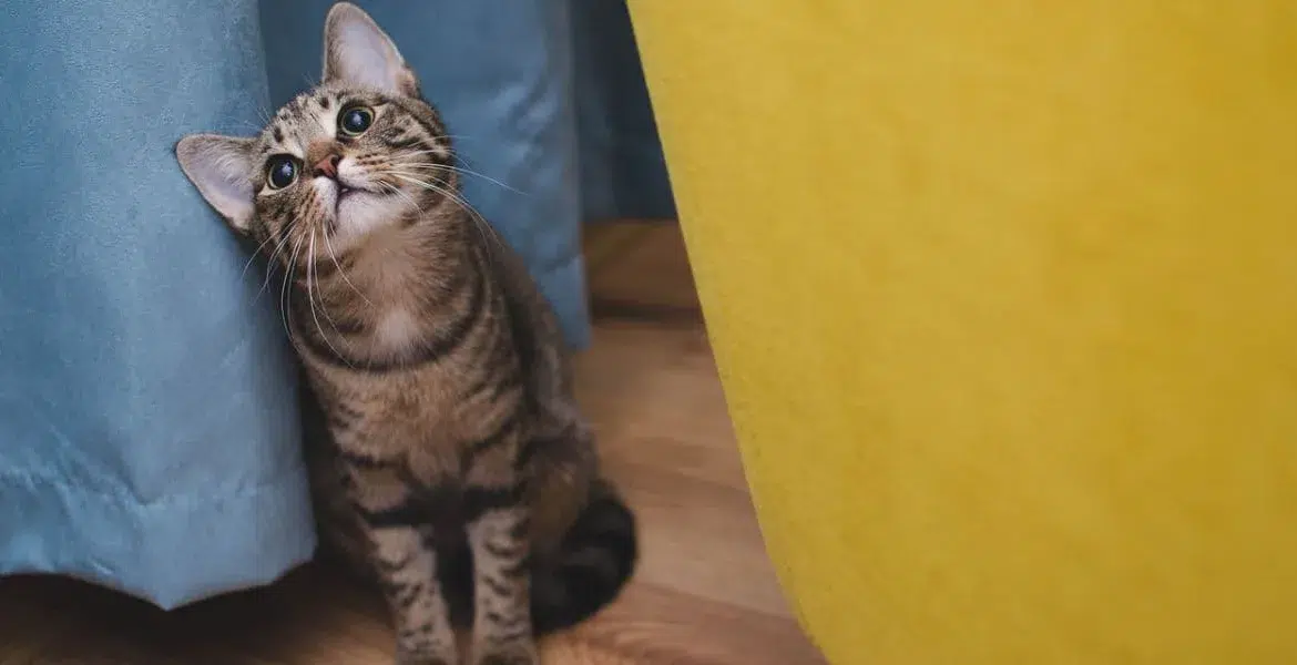 cibo per gatti allergici