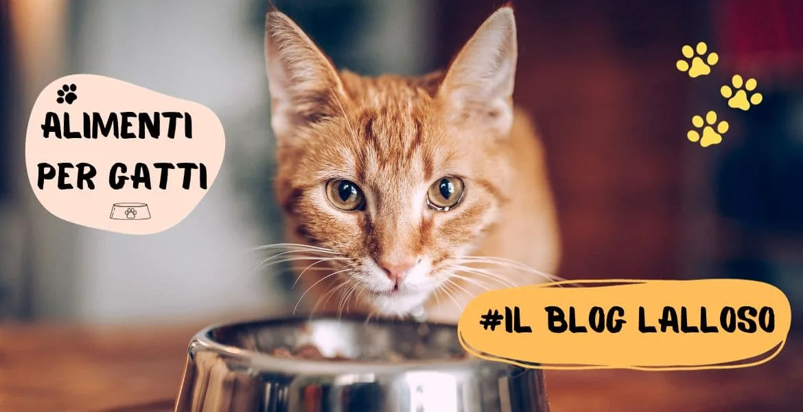 miglior cibo per gatti,