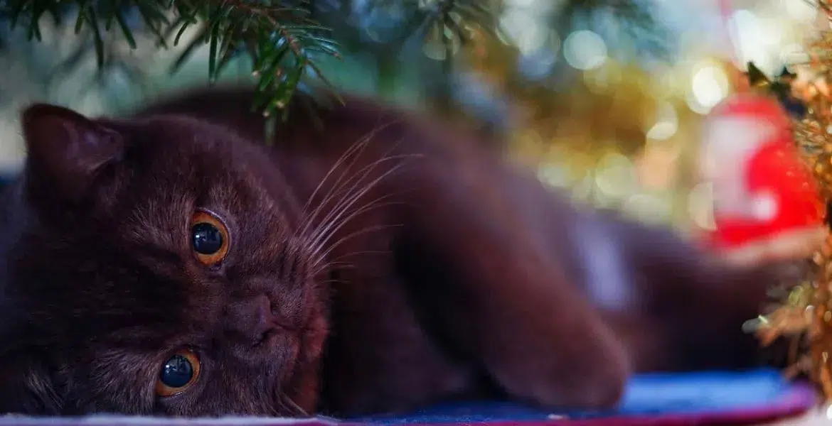 I gatti a Natale Albero di Natale per gatti e non solo, Articoli Natalizi, Giochi di Natale, Giochi per Gatti, Giochi di Natale per Gatti,