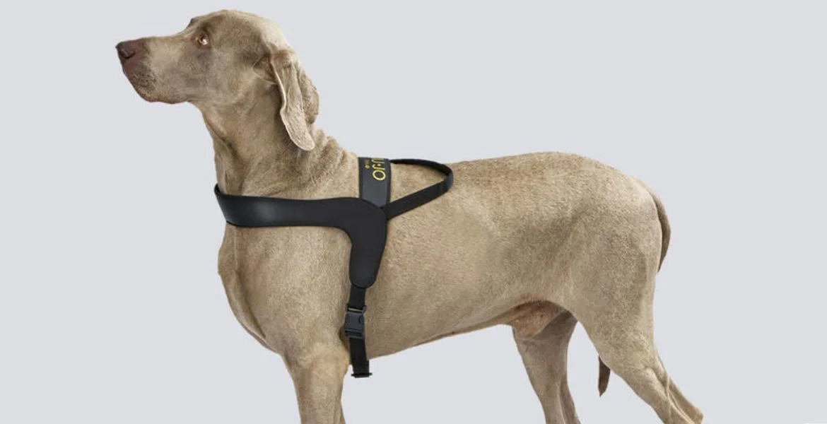 pettorina per cani della Liu Jo