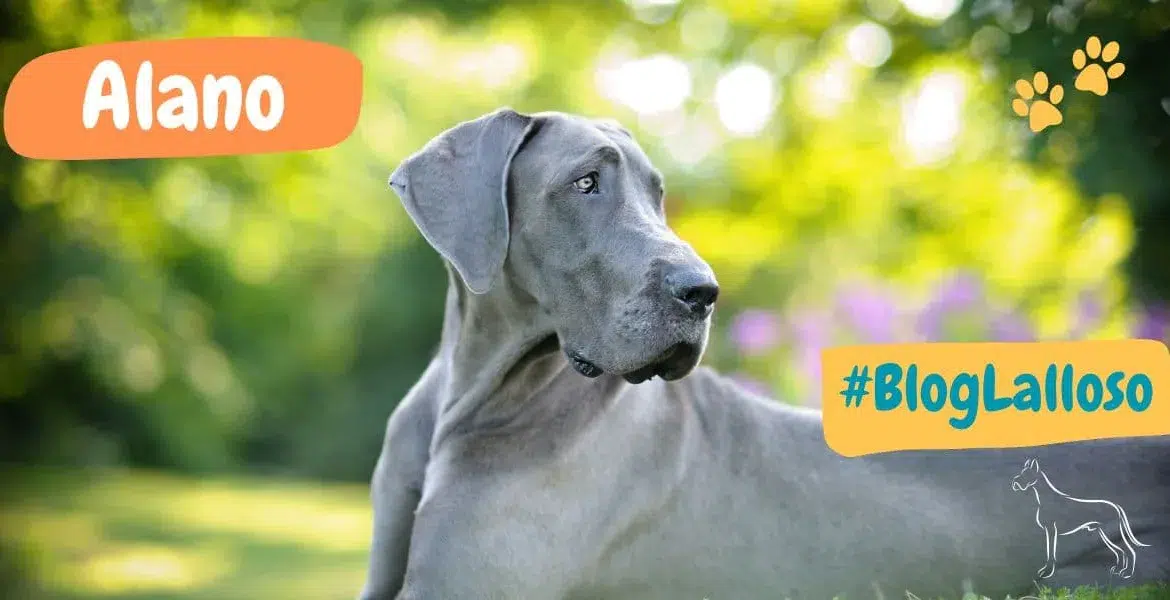 alano, razza canina,