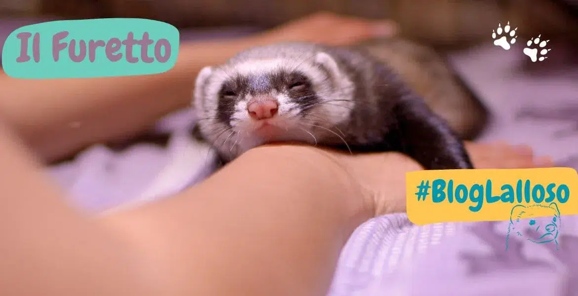 il furetto, animali da compagnia,
