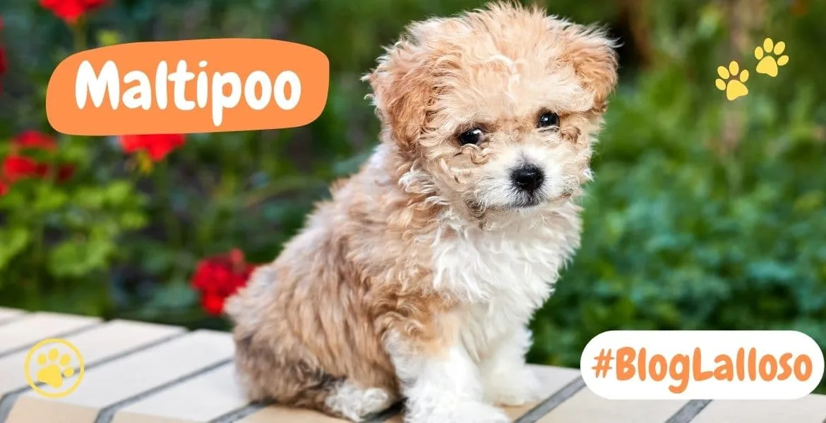 il maltipoo, razze canine,