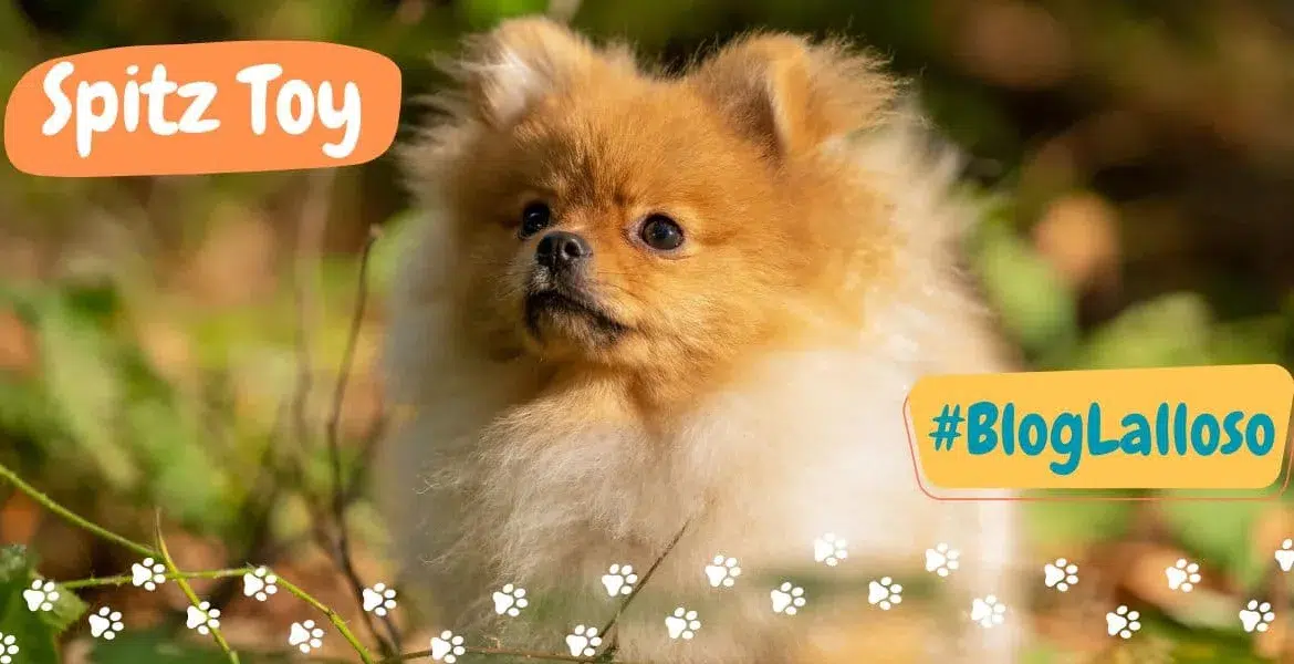 spitz toy, volpino di pomerania, razze canine,