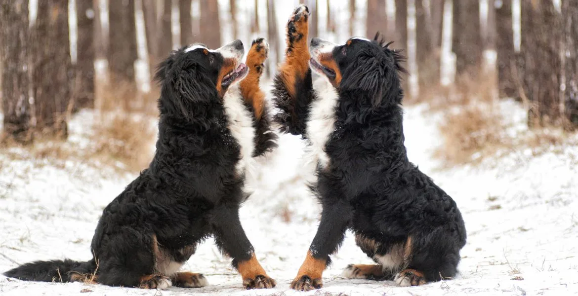 cane inverno consigli su come proteggerlo