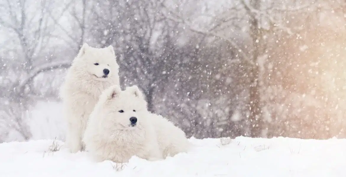 cani e neve precauzioni da adottare