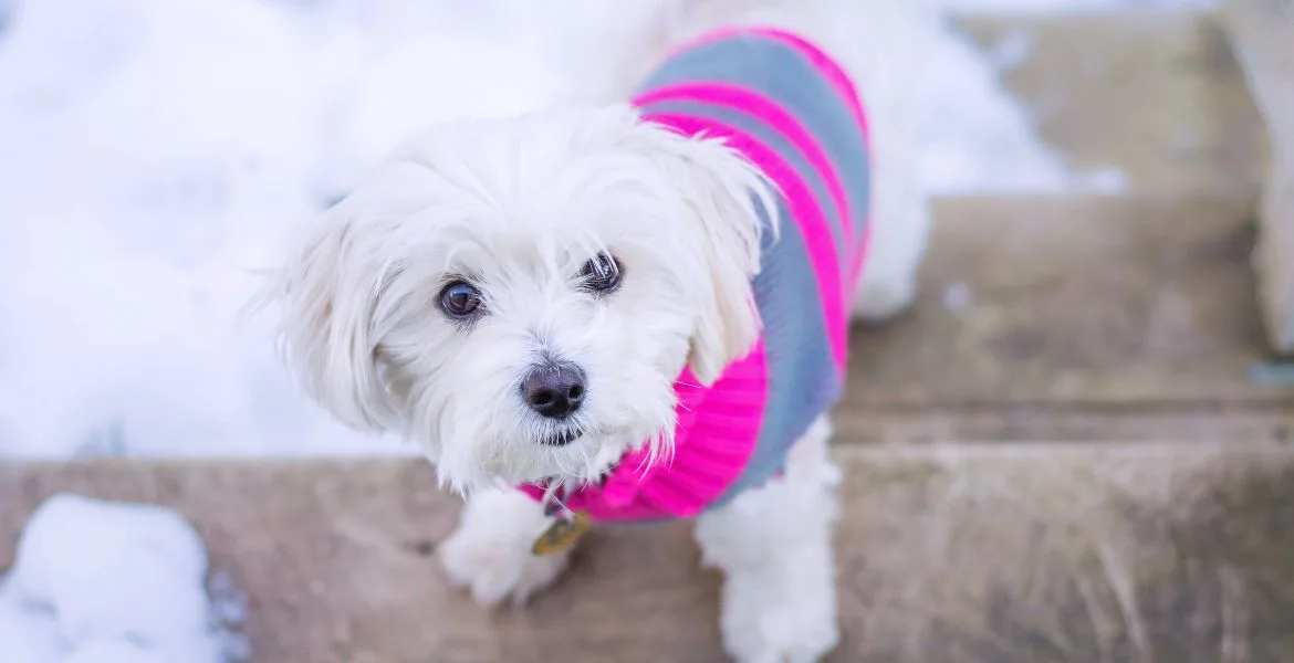 maglioni cani inverno