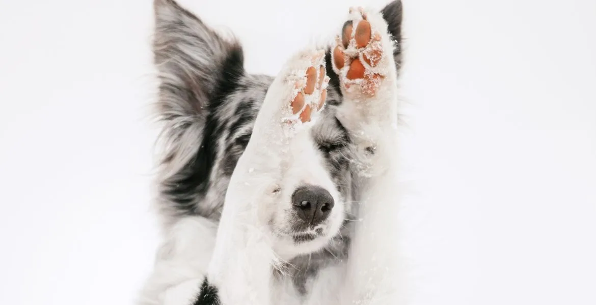 protezione zampe cane
