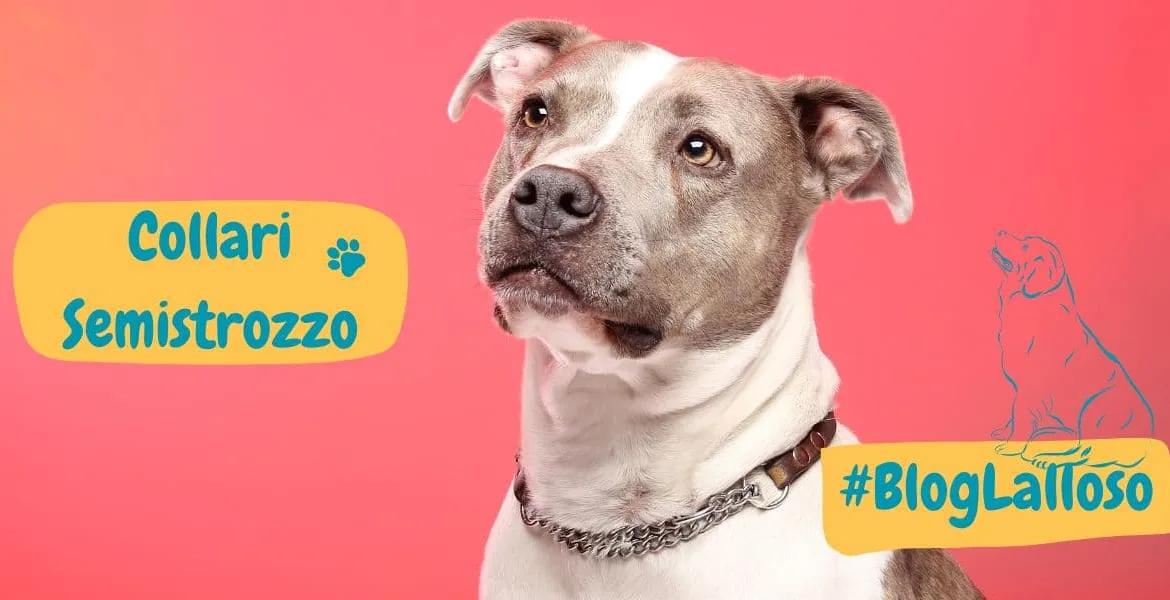 collari semistrozzo, collare semistrangolo,