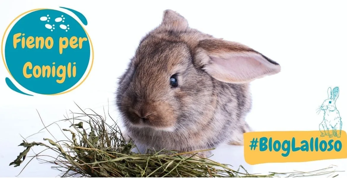 fieno conigli, animale da compagnia,