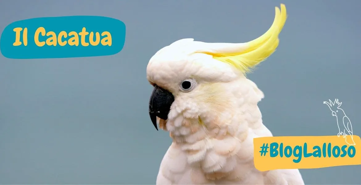 cacatua, pappagallo di medie dimensioni,