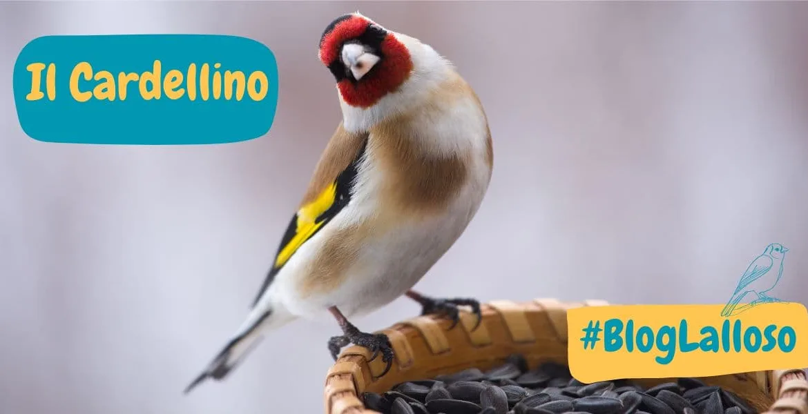 Il Cardellino, Il Cardellino Uccello, Mangimi per uccelli, Mangimi per Cardellini,
