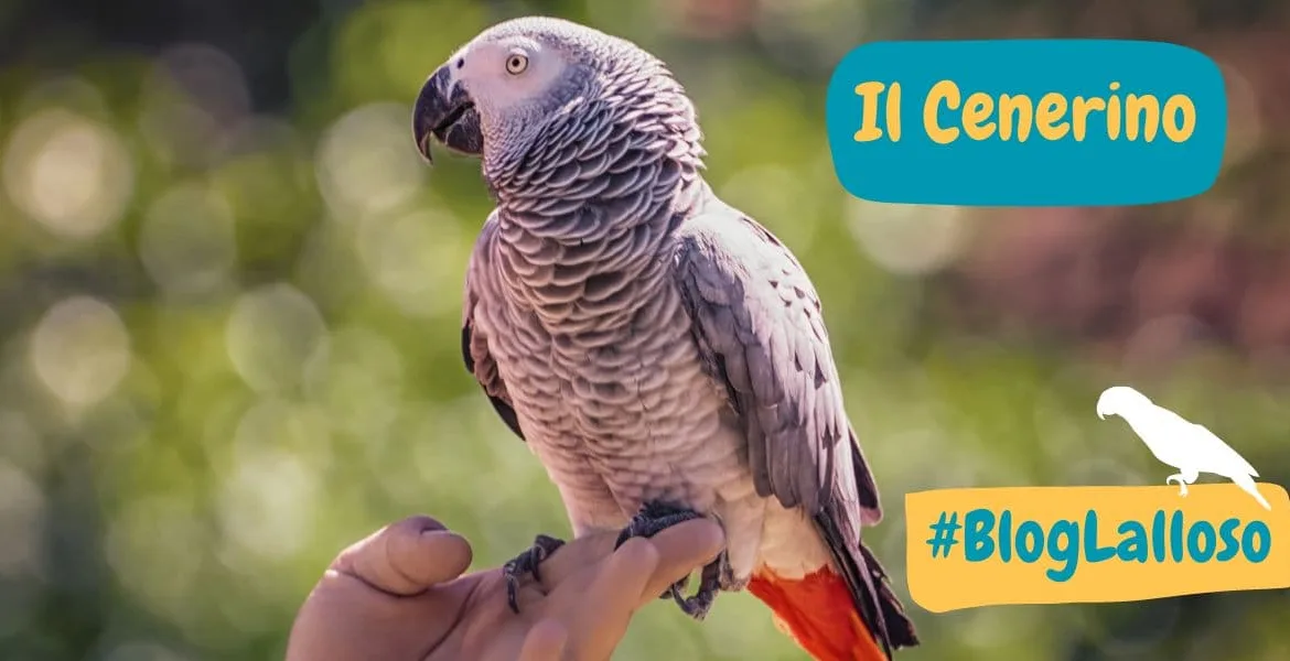 pappagallo cenerino, il cenerino,