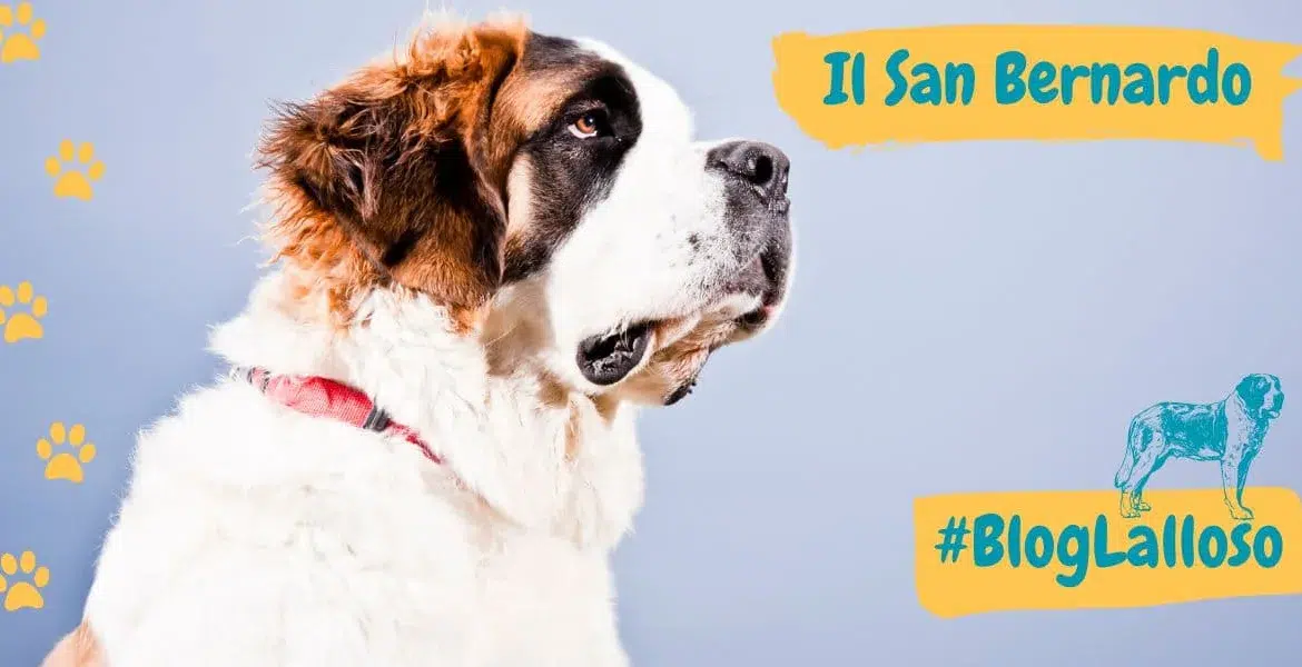 il cane san bernardo, il san bernardo,