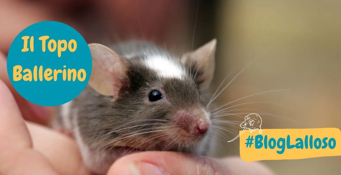 topo ballerino, topolini domestici,