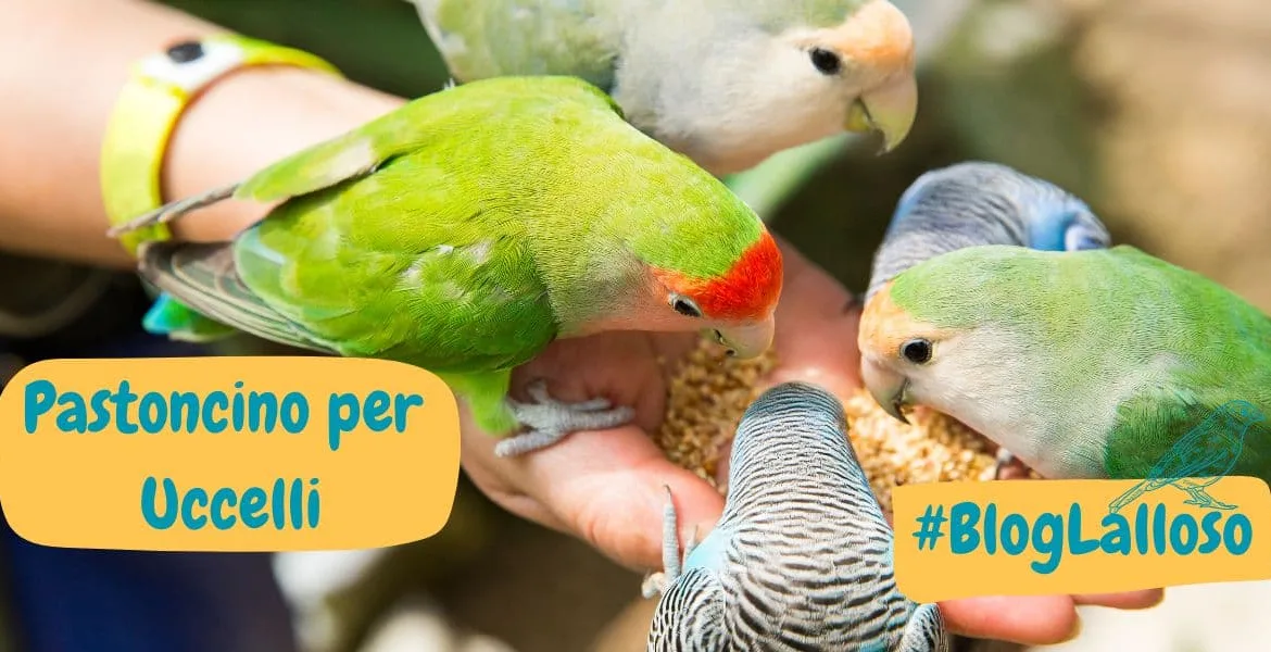 pastoncino per uccelli.