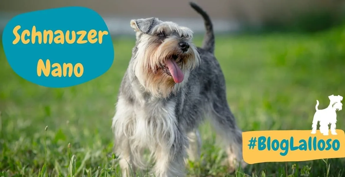 Schnauzer Nano, cani di piccola taglia,