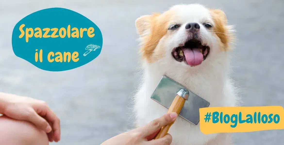 spazzolare il cane,