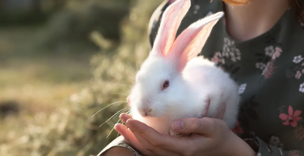I conigli, come ogni altro animale, possono emanare cattivi odori se non vengono curati correttamente.